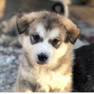 Alaskan Malamute Puppies